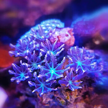 珊瑚　2 61LndUN42RL._UF894,1000_QL80_.jpg