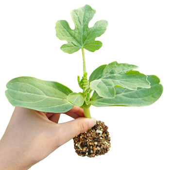 嫁接西瓜苗麒麟瓜早熟南方秧苗春季种植西瓜苗秧阳台蔬菜苗红瓤嫁接苗