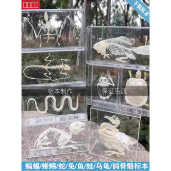 骨格標本　９個体　セット！ - 頭骨・骨格標本・剥製販売　【Core-Box】