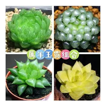 多肉植物樱水晶图片- 京东