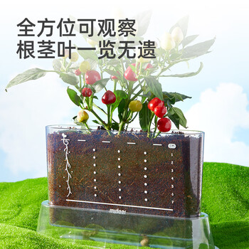 弥鹿（MiDeer）阳光房种植儿童科学小实验套装植物生长观察盒儿童生日开学礼物