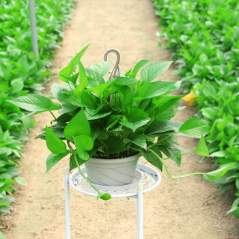 裕之軒綠蘿盆栽室內長藤大綠籮花卉小植物吊蘭水培吸 除甲醛 19一盆入