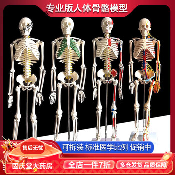 豪华型人体骨骼模型| 1020176 | A13 | 全副骨骼架模型| 3B