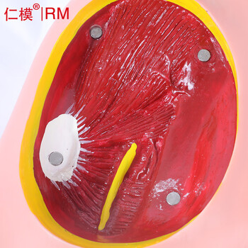 仁模RM/T3高级臀部肌肉注射与解剖结构模型臀部肌肉注射法股外侧肌注射法肌肉注射方法训练模型