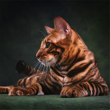 虎猫PC 虎猫价格报价行情- 京东