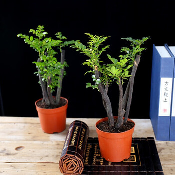 海南沉香树苗 正宗奇楠沉香名贵树苗盆栽金丝楠小叶紫檀香浓香型 独杆