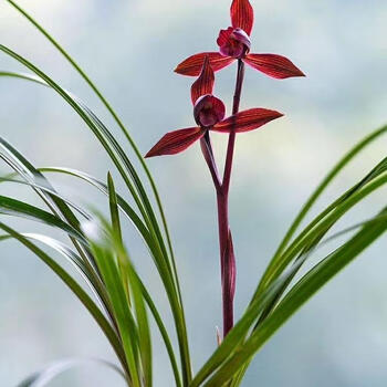 兰花春兰红素价格报价行情- 京东