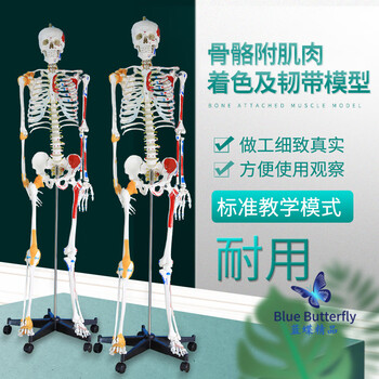 人体躯干模型型号规格- 京东