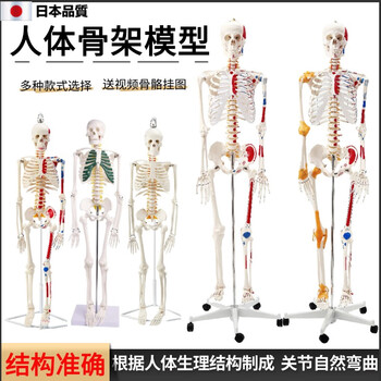 人体骨架模型45cm - 京东