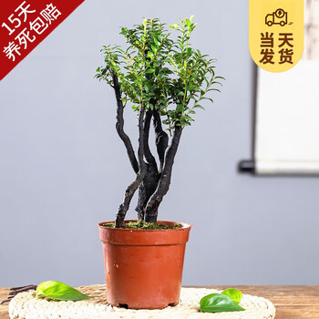 紫檀木盆栽价格报价行情- 京东