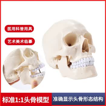 头颅骨模型品牌及商品- 京东