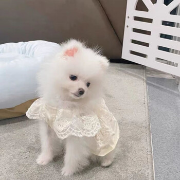 お値下げ中 mercibeaucoup モッズコートケモ耳 獣耳 クマ動物 お値下げ中 mercibeaucoup モッズコートケモ耳 獣耳 クマ動物