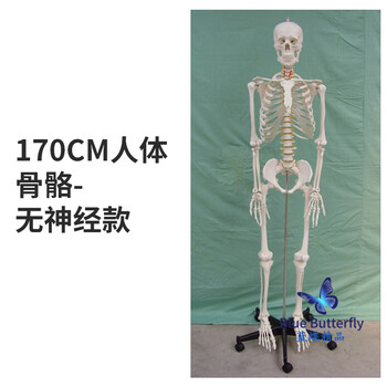 骨骼模型170品牌及商品- 京东