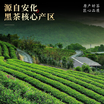 七春安化黑茶金花茯砖湖南特产熟茶500g茶叶礼物加陈皮新年节日自己喝