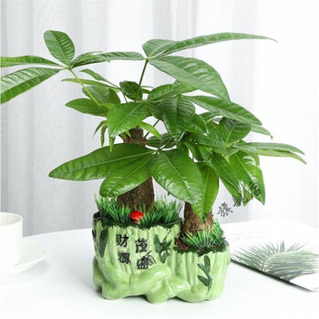 植物吧台发材树餐桌上摆放的绿植绿植苗美观绿植办公桌 6财源茂盛绿