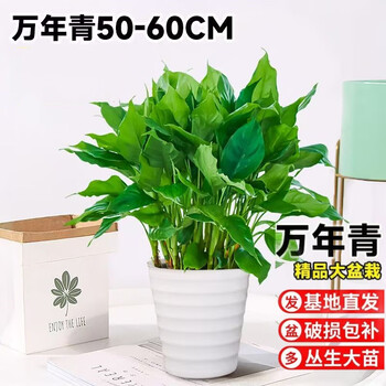 薄雪万年青价格报价行情- 京东