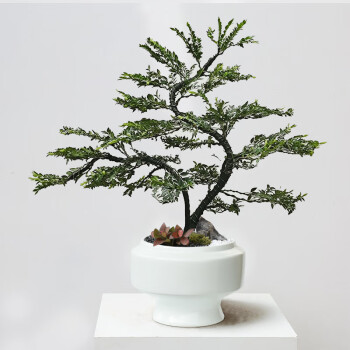 超歓迎された ◇唐木 壺台・S41（紫檀木盆栽 紫檀材（乾燥材）花台 銘木 素材 その他