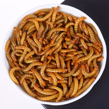 面包虫干黄粉虫干 活体面包虫仓鼠刺猬粮食营养蛋白质 活体面包虫250g