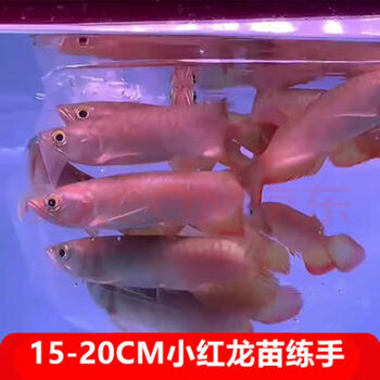 紅龍 １５㎝±  正版Monchhichi龍年公仔15 cm $338 （紅或綠）monchichi Dragon year