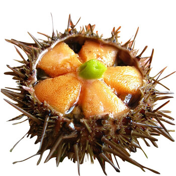 领鲜未来大连海胆肉冰鲜刺身100g辅食鲜活非冷冻 特大黄海胆