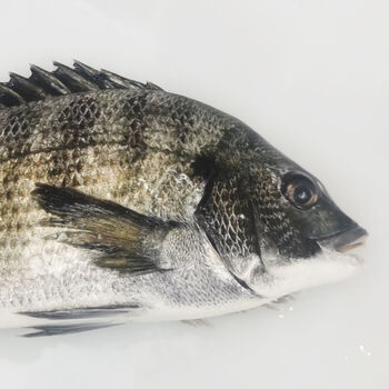 黑鲷鱼黑立鱼深海速冻冰鲜黑翅鱼月子鱼黄翅鱼海鲫鱼冷链 黑鲷鱼(黑翅