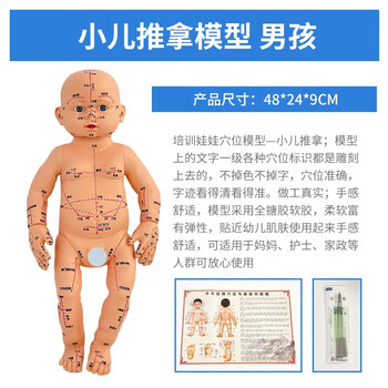 人体模型 人体模型- 京东