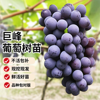 盆栽葡萄树- 京东