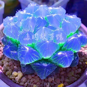 多肉植物s9 S9アガベ 多肉植物 笹の雪 ダルマ笹の雪 濃白