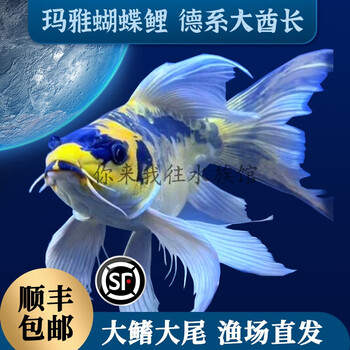 狮子头鱼身- 京东