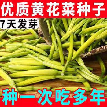 黄花菜种植图片- 京东