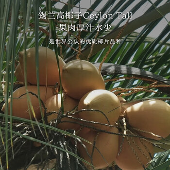 SOILETA椰子片250g 脆片干原味即食斯里兰卡原产健康烘焙休闲零食特产