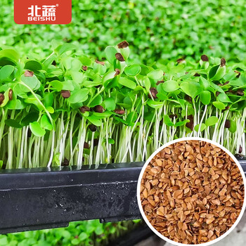 红油香椿树种子图片- 京东