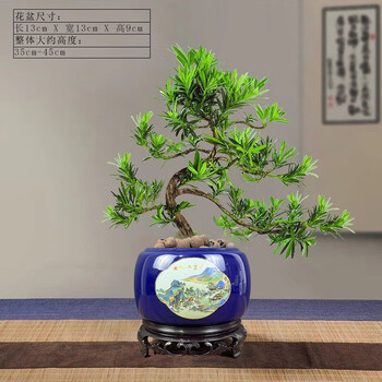 盆栽 真柏 11点set