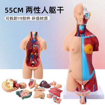 人体模型 人体躯干模型型号规格- 京东