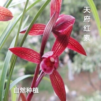 兰花春兰红素价格报价行情- 京东