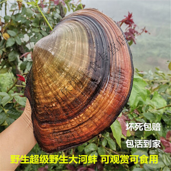 河蚌鲜活食用淡水河蚌肉扇贝河蚌苗青贝鱼缸观赏非珍珠蚌活体厘米以上珍稀大蚌2只 现货 图片价格品牌报价 京东