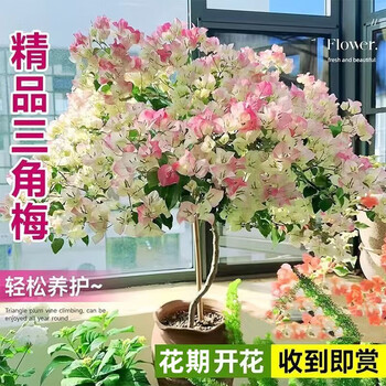 花卉圖60 2024年10月人気投票の結果 – 蘭友会