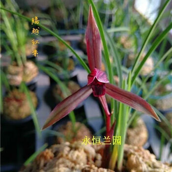 兰花春兰红素价格报价行情- 京东