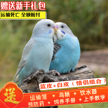 小鳥活鳥會說話的鳥類活鳥寵物玄鳳牡丹鸚鵡 藍虎皮 白虎皮(一公一母)