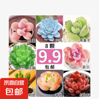 多肉小盆景植物图片- 京东