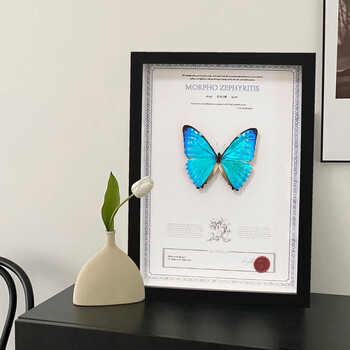 蝶画 蓝闪蝶 黑框蓝闪蝶- 维基百科，自由的百科全书