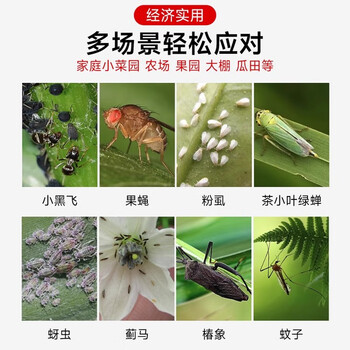 光多拉苍蝇贴灭蝇纸20张黄板诱虫板双面粘虫板果蝇诱捕器苍蝇神器灭蝇器