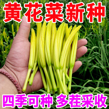 种黄花菜- 京东