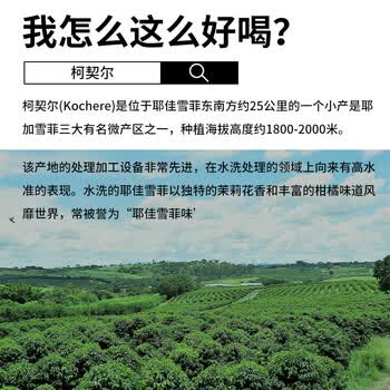 LUJIAZUI鹿家嘴埃塞耶加雪菲科契尔产区茉莉雪手冲精品咖啡豆中浅烘100g