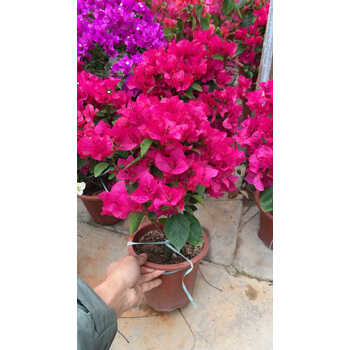 玫红色三角梅价格报价行情- 京东