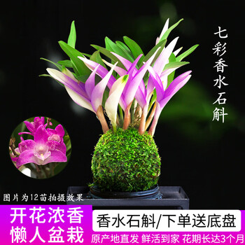 七彩兰花图片- 京东