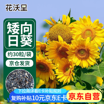 小向日葵种子价格报价行情- 京东
