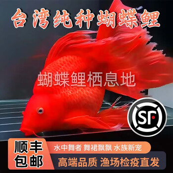 东海红果鲤价格报价行情- 京东
