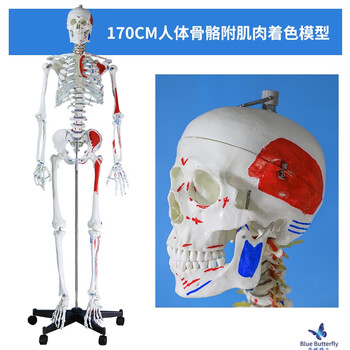 人体骨骼模型170品牌及商品- 京东