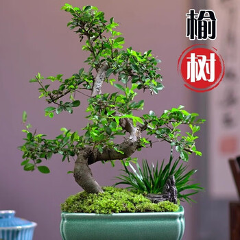 盆景植物榆树品牌及商品- 京东